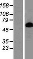 PRLR / Prolactin Receptor Protein - Western validation with an anti-DDK antibody * L: Control HEK293 lysate R: Over-expression lysate