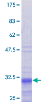 PRM1 / Protamine 1 Protein - 12.5% SDS-PAGE of human PRM1 stained with Coomassie Blue