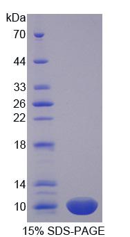 PRM1 / Protamine 1 Protein - Recombinant Protamine 1 By SDS-PAGE