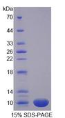 PRM1 / Protamine 1 Protein - Recombinant Protamine 1 By SDS-PAGE