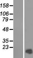 PRM2 / Protamine 2 Protein - Western validation with an anti-DDK antibody * L: Control HEK293 lysate R: Over-expression lysate