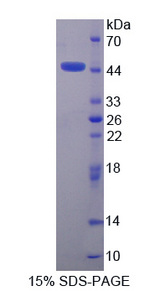 PRM2 / Protamine 2 Protein - Recombinant  Protamine 2 By SDS-PAGE