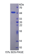 PRM2 / Protamine 2 Protein - Recombinant  Protamine 2 By SDS-PAGE