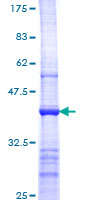 PRMT1 Protein - 12.5% SDS-PAGE Stained with Coomassie Blue.