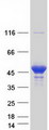 PRMT1 Protein - Purified recombinant protein PRMT1 was analyzed by SDS-PAGE gel and Coomassie Blue Staining