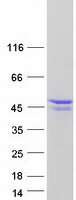 PRMT1 Protein - Purified recombinant protein PRMT1 was analyzed by SDS-PAGE gel and Coomassie Blue Staining