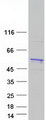 PRMT2 Protein - Purified recombinant protein PRMT2 was analyzed by SDS-PAGE gel and Coomassie Blue Staining