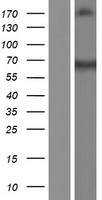PRMT3 Protein - Western validation with an anti-DDK antibody * L: Control HEK293 lysate R: Over-expression lysate