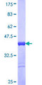 PRMT3 Protein - 12.5% SDS-PAGE Stained with Coomassie Blue.