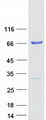 PRMT3 Protein - Purified recombinant protein PRMT3 was analyzed by SDS-PAGE gel and Coomassie Blue Staining