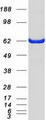 PRMT4 / CARM1 Protein - Purified recombinant protein CARM1 was analyzed by SDS-PAGE gel and Coomassie Blue Staining