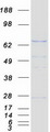 PRMT5 Protein - Purified recombinant protein PRMT5 was analyzed by SDS-PAGE gel and Coomassie Blue Staining
