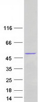 PRMT6 Protein - Purified recombinant protein PRMT6 was analyzed by SDS-PAGE gel and Coomassie Blue Staining