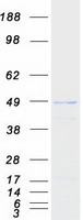 PRMT8 Protein - Purified recombinant protein PRMT8 was analyzed by SDS-PAGE gel and Coomassie Blue Staining