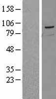PRMT9 / PRMT10 Protein - Western validation with an anti-DDK antibody * L: Control HEK293 lysate R: Over-expression lysate