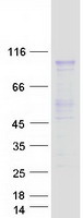 PRMT9 / PRMT10 Protein - Purified recombinant protein PRMT9 was analyzed by SDS-PAGE gel and Coomassie Blue Staining