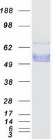 PROC / Protein C Protein - Purified recombinant protein PROC was analyzed by SDS-PAGE gel and Coomassie Blue Staining