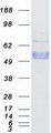 PROC / Protein C Protein - Purified recombinant protein PROC was analyzed by SDS-PAGE gel and Coomassie Blue Staining
