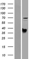 PRODH Protein - Western validation with an anti-DDK antibody * L: Control HEK293 lysate R: Over-expression lysate