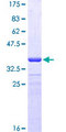 PRODH Protein - 12.5% SDS-PAGE Stained with Coomassie Blue.