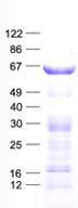 PRODH Protein