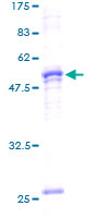 Prohibitin 2 / PHB2 Protein - 12.5% SDS-PAGE of human PHB2 stained with Coomassie Blue