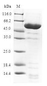 Prohibitin 2 / PHB2 Protein - (Tris-Glycine gel) Discontinuous SDS-PAGE (reduced) with 5% enrichment gel and 15% separation gel.