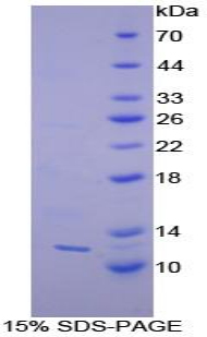 Prohibitin Protein - Recombinant Prohibitin By SDS-PAGE