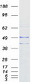 PROKR1 Protein - Purified recombinant protein PROKR1 was analyzed by SDS-PAGE gel and Coomassie Blue Staining