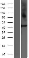 PROKR2/Prokineticin Receptor 2 Protein - Western validation with an anti-DDK antibody * L: Control HEK293 lysate R: Over-expression lysate