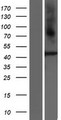 PROKR2/Prokineticin Receptor 2 Protein - Western validation with an anti-DDK antibody * L: Control HEK293 lysate R: Over-expression lysate