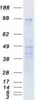 PROKR2/Prokineticin Receptor 2 Protein - Purified recombinant protein PROKR2 was analyzed by SDS-PAGE gel and Coomassie Blue Staining