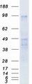 PROKR2/Prokineticin Receptor 2 Protein - Purified recombinant protein PROKR2 was analyzed by SDS-PAGE gel and Coomassie Blue Staining