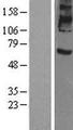Prominin 2 / PROM2 Protein - Western validation with an anti-DDK antibody * L: Control HEK293 lysate R: Over-expression lysate