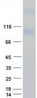 Prominin 2 / PROM2 Protein - Purified recombinant protein PROM2 was analyzed by SDS-PAGE gel and Coomassie Blue Staining