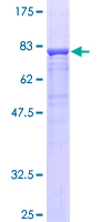 Properdin / CFP Protein - 12.5% SDS-PAGE of human CFP stained with Coomassie Blue