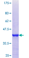 Properdin / CFP Protein - 12.5% SDS-PAGE Stained with Coomassie Blue.