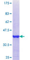 Properdin / CFP Protein - 12.5% SDS-PAGE Stained with Coomassie Blue.