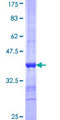 PROS1 / Protein S Protein - 12.5% SDS-PAGE Stained with Coomassie Blue.