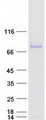 PROS1 / Protein S Protein - Purified recombinant protein PROS1 was analyzed by SDS-PAGE gel and Coomassie Blue Staining