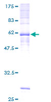 Prostaglandin D2 Receptor Protein - 12.5% SDS-PAGE of human PTGDR stained with Coomassie Blue