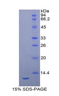 Proteoglycan 4 / Lubricin Protein - Recombinant Proteoglycan 4 By SDS-PAGE