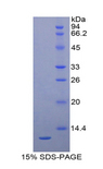 Proteoglycan 4 / Lubricin Protein - Recombinant Proteoglycan 4 By SDS-PAGE