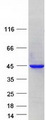 PRPF18 Protein - Purified recombinant protein PRPF18 was analyzed by SDS-PAGE gel and Coomassie Blue Staining