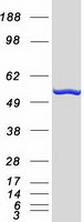 PRPF19 / PRP19 Protein - Purified recombinant protein PRPF19 was analyzed by SDS-PAGE gel and Coomassie Blue Staining