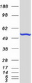 PRPF19 / PRP19 Protein - Purified recombinant protein PRPF19 was analyzed by SDS-PAGE gel and Coomassie Blue Staining