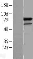 PRPF3 Protein - Western validation with an anti-DDK antibody * L: Control HEK293 lysate R: Over-expression lysate