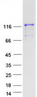 PRPF40B Protein - Purified recombinant protein PRPF40B was analyzed by SDS-PAGE gel and Coomassie Blue Staining