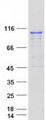 PRPF6 / TOM Protein - Purified recombinant protein PRPF6 was analyzed by SDS-PAGE gel and Coomassie Blue Staining