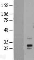 PRPS1L1 Protein - Western validation with an anti-DDK antibody * L: Control HEK293 lysate R: Over-expression lysate